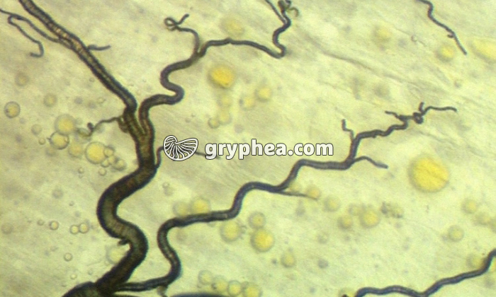 Les organes respiratoires des animaux - extrait - gryphea.com